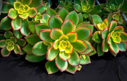 Srushtitraders Kiwi Aeonium Seeds for Planting Aeonium percaneum Seed