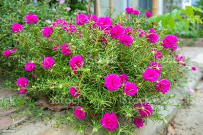 BDSresolve Time flower seeds pack of 36 Seed