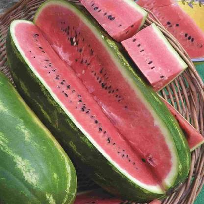 ActrovaX Sweet Watermelon,Giant Long Watermelons Full of Flavor [10gm Seeds] Seed
