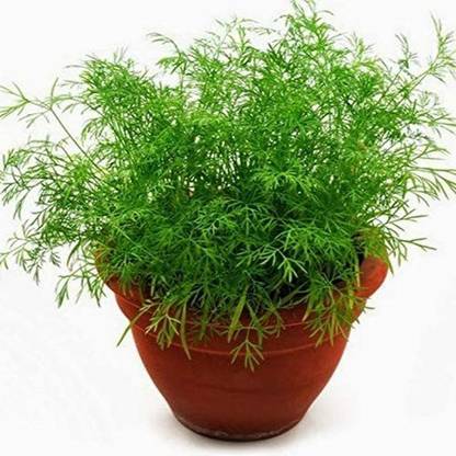 VibeX ® XXL-51 Herb Dill Mammoth Giant Seed