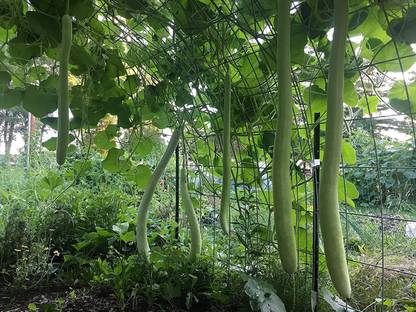 WILLVINE LX-30 Cucuzzi (Italian Edible) Gourd Seed Seed