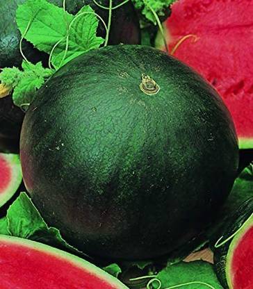 VibeX XLL-52 - Watermelon Black Beauty Rare Giant Fruit - (450 Seeds) Seed