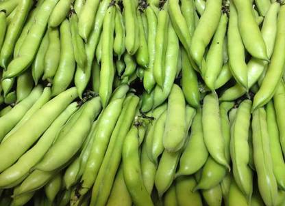 WANCY Broad Beans/Bakla Vegetable बाकला फली Seed