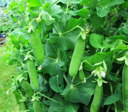 KANAYA Peas Seeds( Matar Ke Beej) Seed