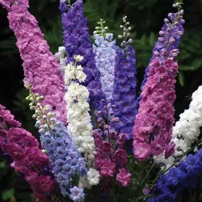 MAA Delphinium Seed