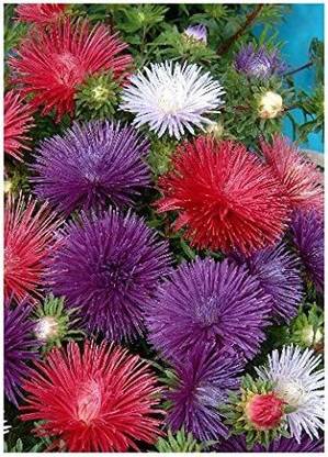 CYBEXIS China Aster – Mixture (Callistephus chinensis Formula Mixture) Seed