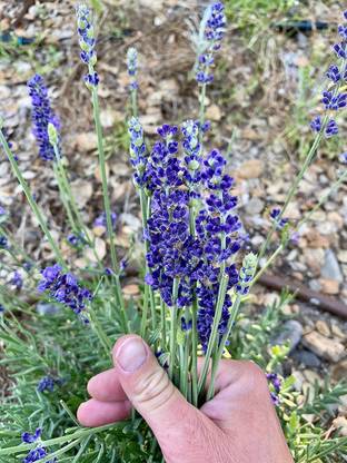 VibeX PAU-96 - Blue Spear Lavender (Lavandula angustifolia) - (250 Seeds) Seed
