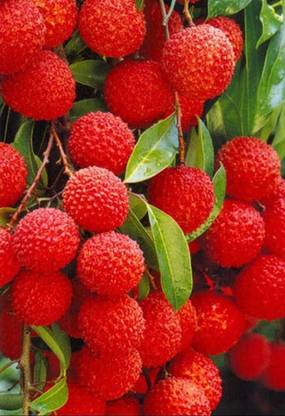 CARIBBEAN PREMIUM HYBRID LITCHI FRUIT (LYCHEE) Seed