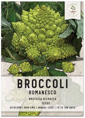 VibeX ® VMR-727 Roman Cauliflower, Fractal Broccoli Seed