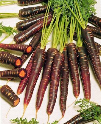 VibeX ® LXI-382 Purple Haze Carrot Seeds Seed