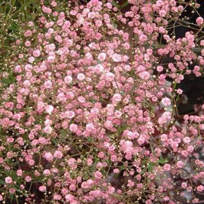 CYBEXIS Gypsophila Paniculata Flower Perennial Garden Flore Seeds Seed