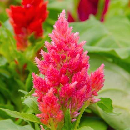 VibeX Plumed Castle Celosia Pink - Annual Flower - Celosia plumosa (60 Seeds) Seed