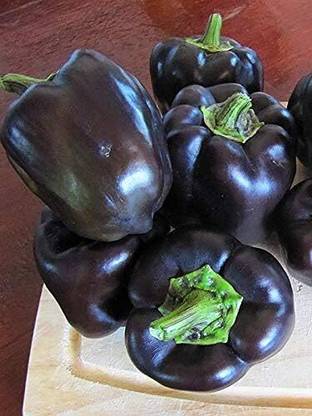 Qualtivate PUA-3A Giant Black King Capsicum Seeds Seed