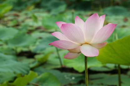 Shriram lotus,kamal seeds Seed