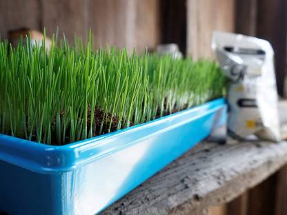 CYBEXIS TLX-75 - Premium Wheat Cat Grass - (2500 Seeds) Seed