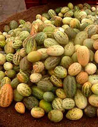 UGRA Kachri Fruit Seeds Seed