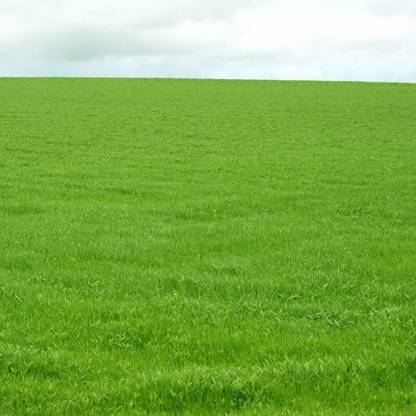 PMA Grass Seeds for Garden/Park/Playground, Lawn Grass Seed