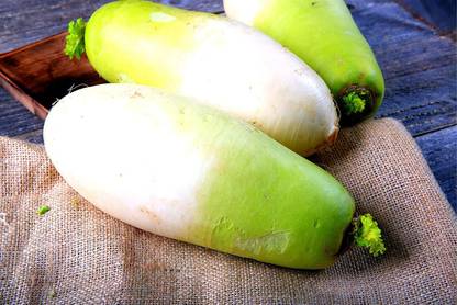 WILLVINE KGF -380 Korean Radish Seeds Seed