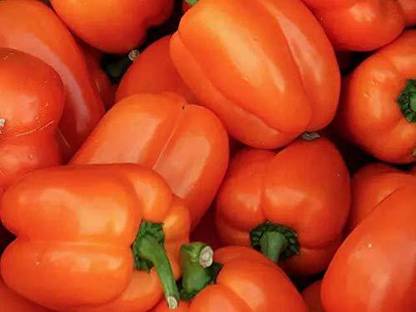 VibeX ® VMR-341 ORANGE CAPSICUM SIMLAMIRCHI SEEDS Seed