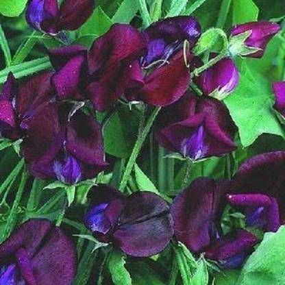 CYBEXIS Black Knight Most Fragrant Sweet Pea Flower Seeds/Lathyrus/Reseeding Ann Seed