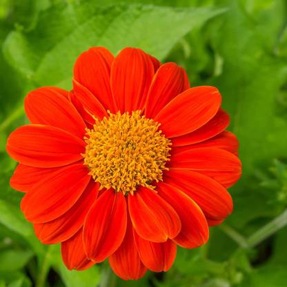 VibeX XLL-86 - Mexican Sunflower Red Flower - (150 Seeds) Seed