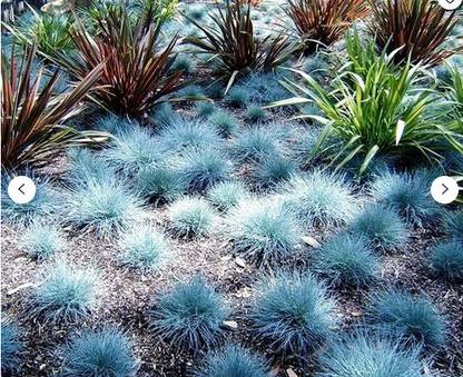 RRNURSERY Blue Fescue / Decorative Grass Seeds - Festuca Glauca Seed