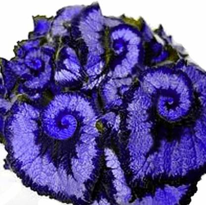 CYBEXIS Begonia, Coleus Begonia Flower Seed