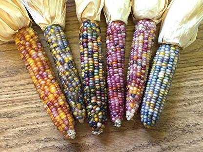 Lorvox Sweet Corn, Bhutta Seed