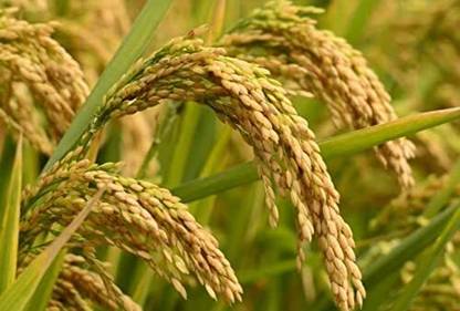 BDSresolve Dhan Paddy Seeds Vadlu For Pooja, Germination Seed
