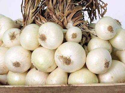 KANAYA Onion White Kanda Vegetable Seed