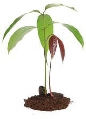 HYBRID Rohit kalmi mango plant Highest yield Verity very testy fruit 2 plant Seed