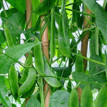 SELOW Lima Beans Vegetable Garden Seed