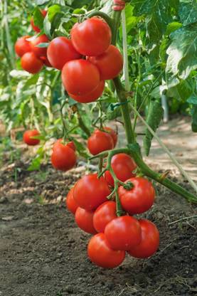 Greenery Live Seeds Red Tomato, Lal Tomato, Green Tomato Seed