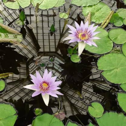 VibeX ® LXI-291 Purple Nymphaea Colorata Water Lilies Seed