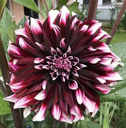 VibeX XL-12 - Mix Color Rare Dahlia - (60 Seeds) Seed