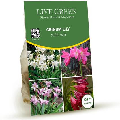 LIVE GREEN Crinum Lily Flower Bulbs Multicolor Seed