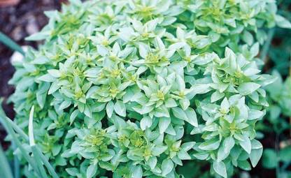 VibeX ® XXL-21 Bush Basil Seeds Seed