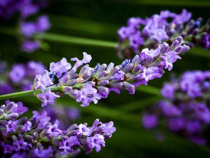 CYBEXIS XL-46 - English Lavender Lavandula - (750 Seeds) Seed