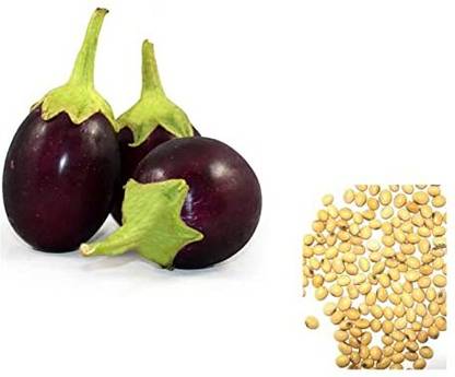 Shiv-Shakti Group Bagon-White Seed