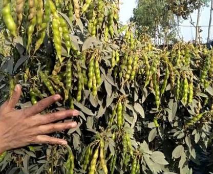 ARHAR 100g, Arhar dal seeds, tuar seeds red gram seeds highest yield Verity Seed