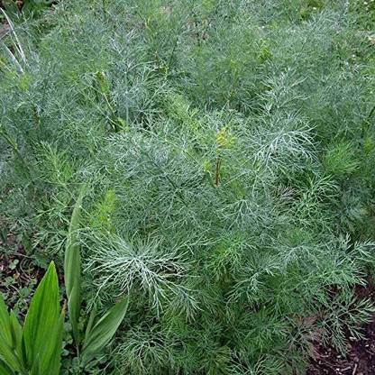 VibeX ® VLR-60 Dill Seeds - Hera Organic Seed