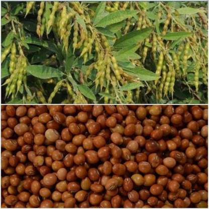 HYBRID 100g Toor dal/ arhar dal/ red gram seeds highest yield variety early fruiting Seed