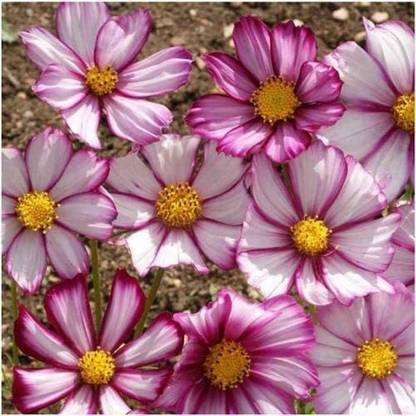 VibeX NBIR-8 - Capriola Cosmos Flower - (30 Seeds) Seed