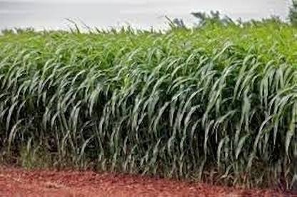 MAKHAN Hybrid malai makhan grass seeds Seed