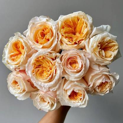 WILLVINE Rose ”Victorian Peach” Seed
