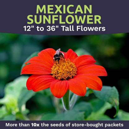 CYBEXIS PUAS-9 - Mexican Sunflower - (450 Seeds) Seed