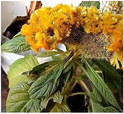 VibeX VVI-38 - Celosia Argentea Var. Cristata Yellow Shrub Plants - - (60 Seeds) Seed