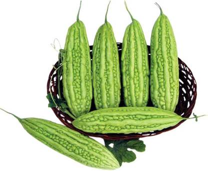 VibeX PUAS-94 - Bitter Melon - (300 Seeds) Seed