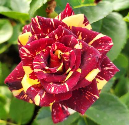 Qualtivate HUA-9A Abracadabra Rose Seeds Seed