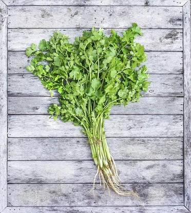 ZIXA Cilantro/Coriander Herbs Seed